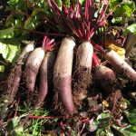 beetroot cylindra
