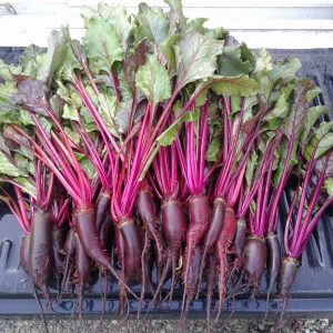 beetroot cylindra2