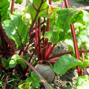 Beetroot 'Detroit Red'