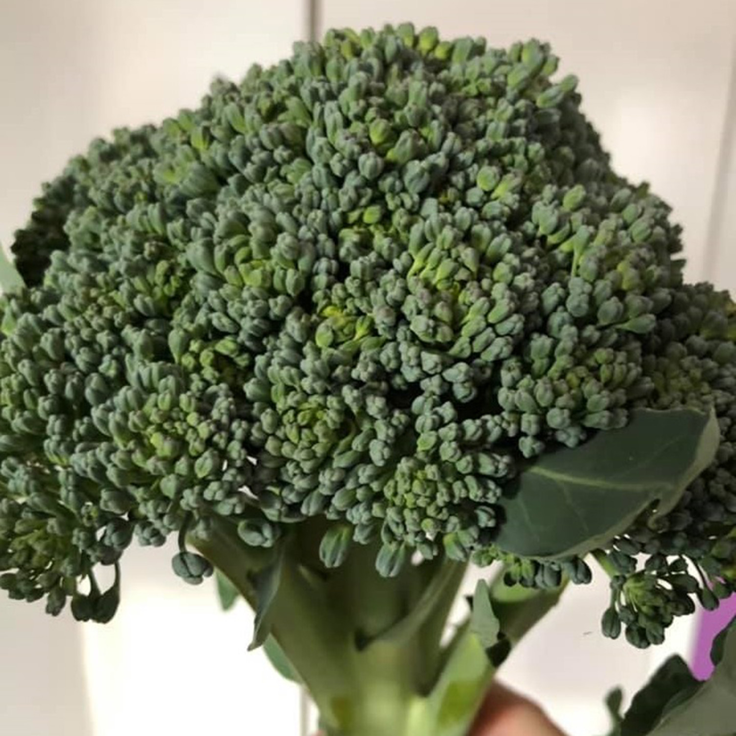 broccoli albert