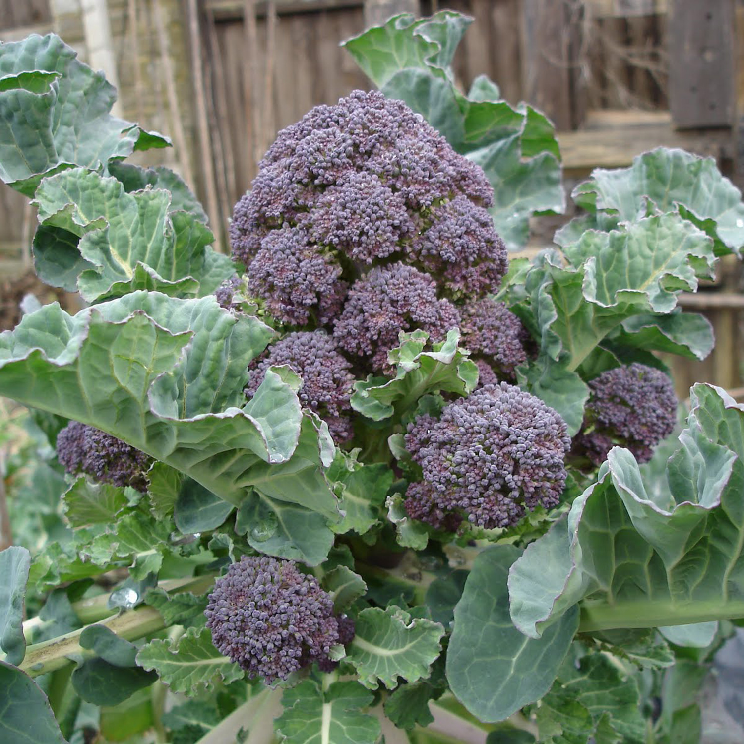 broccoli purple sprouting