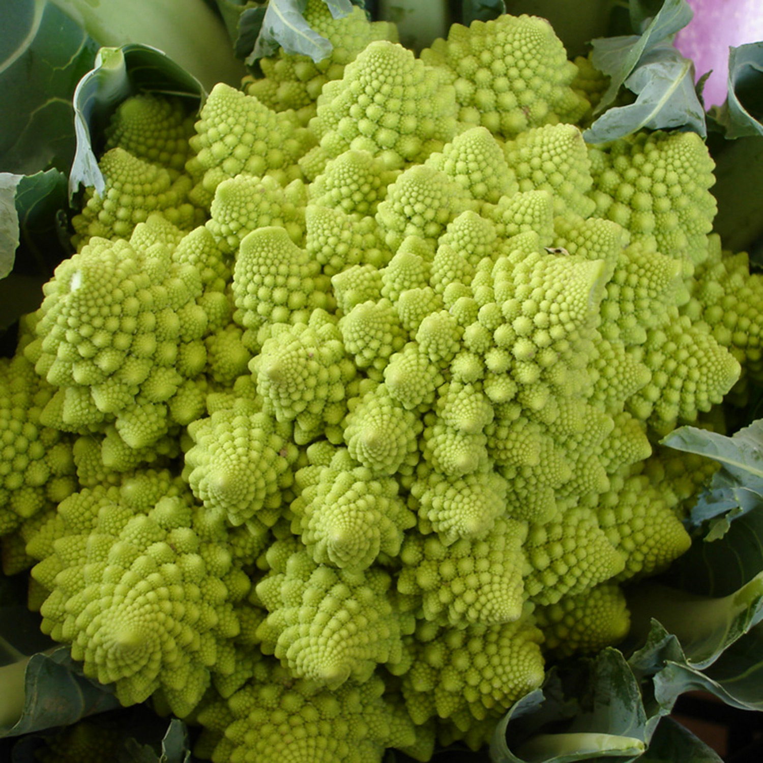 broccoli romanesco