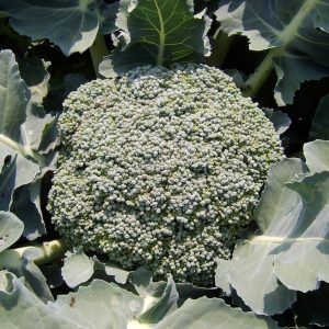Broccoli 'Umpqua'