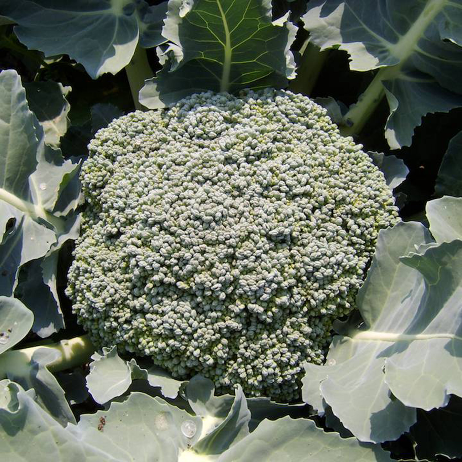 broccoli umpqua