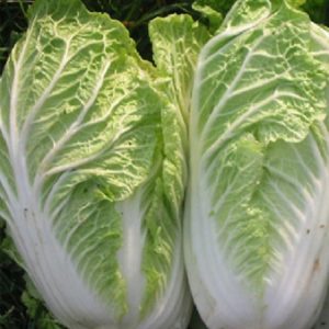 Cabbage 'Wombok'