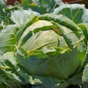 Cabbage 'Danish Ballhead'