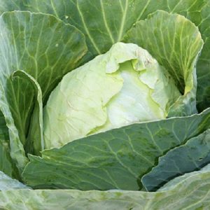 Cabbage 'Early Jersey Wakefield'