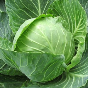 Cabbage 'Green Express'
