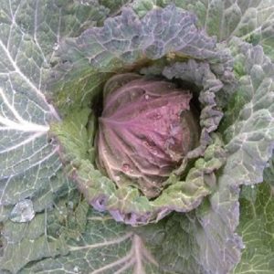 Cabbage 'San Michel' Savoy
