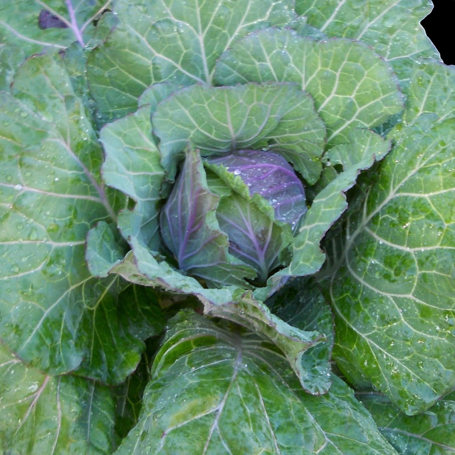 cabbage verona purple savoy