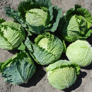 Cabbage 'Vertus Savoy'