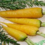 carrot solar yellow3