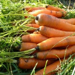 Carrot 'Topweight'