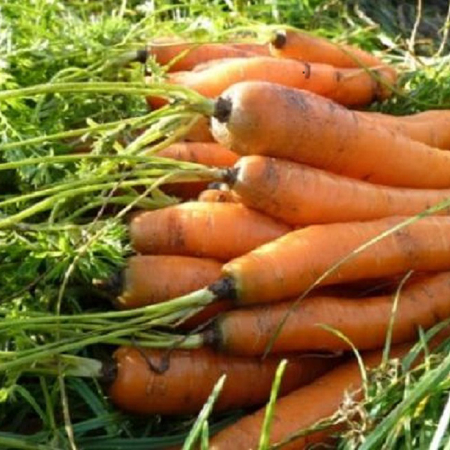 carrot topweight1