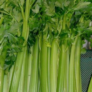 celery tall utah