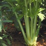 celery tall utah apium graveolens