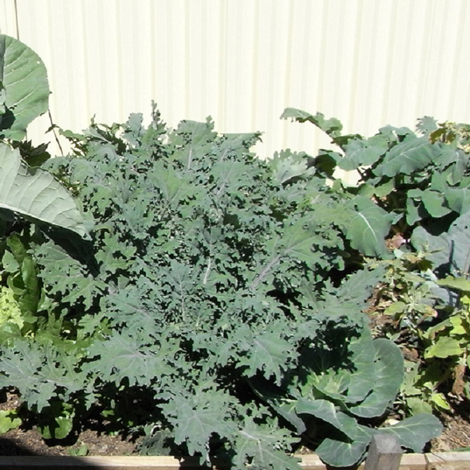 kale red russian1