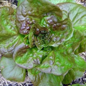 Lettuce 'Bronze Mignonette'