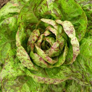 lettuce forellenschluse