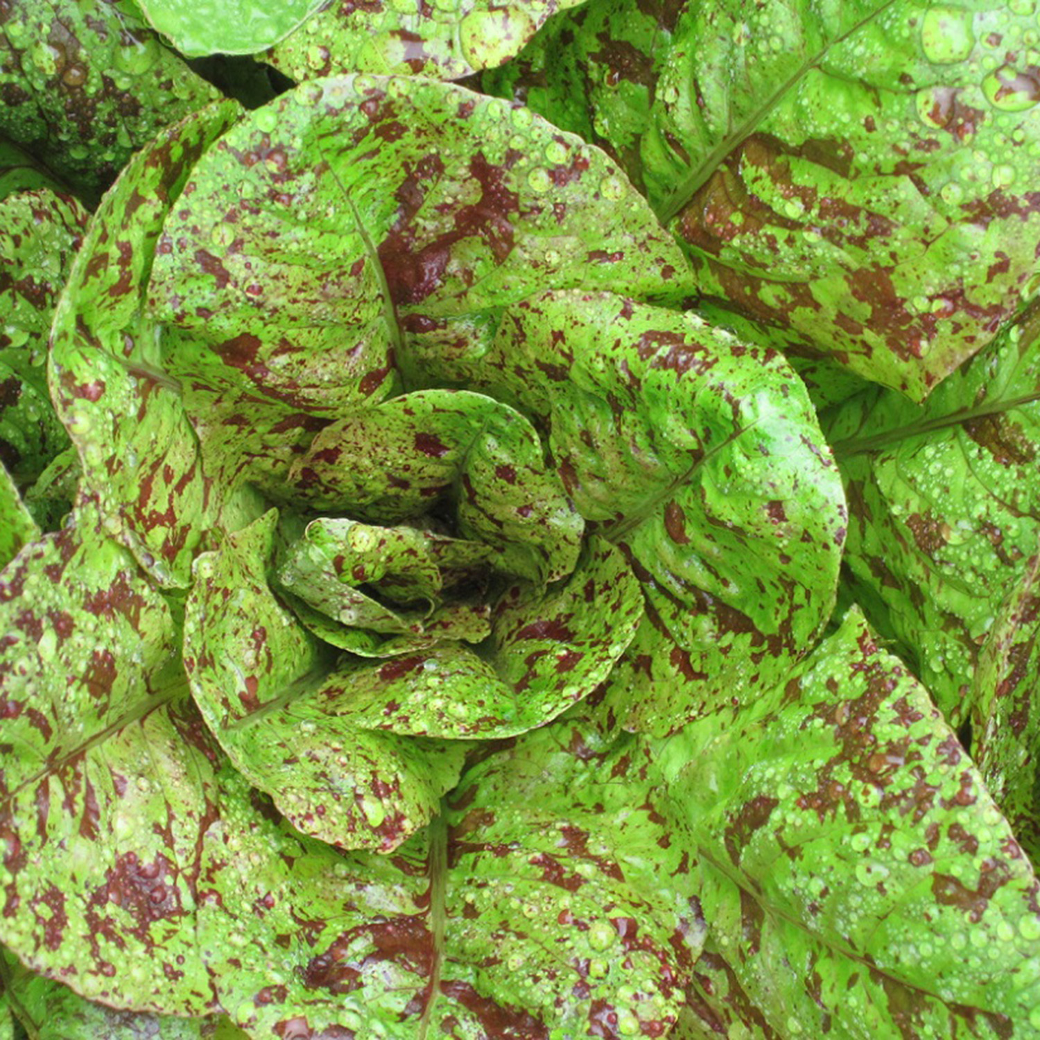 lettuce forellenschluse1