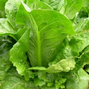 Lettuce 'Cos Verdi' (aka 'Green Cos')