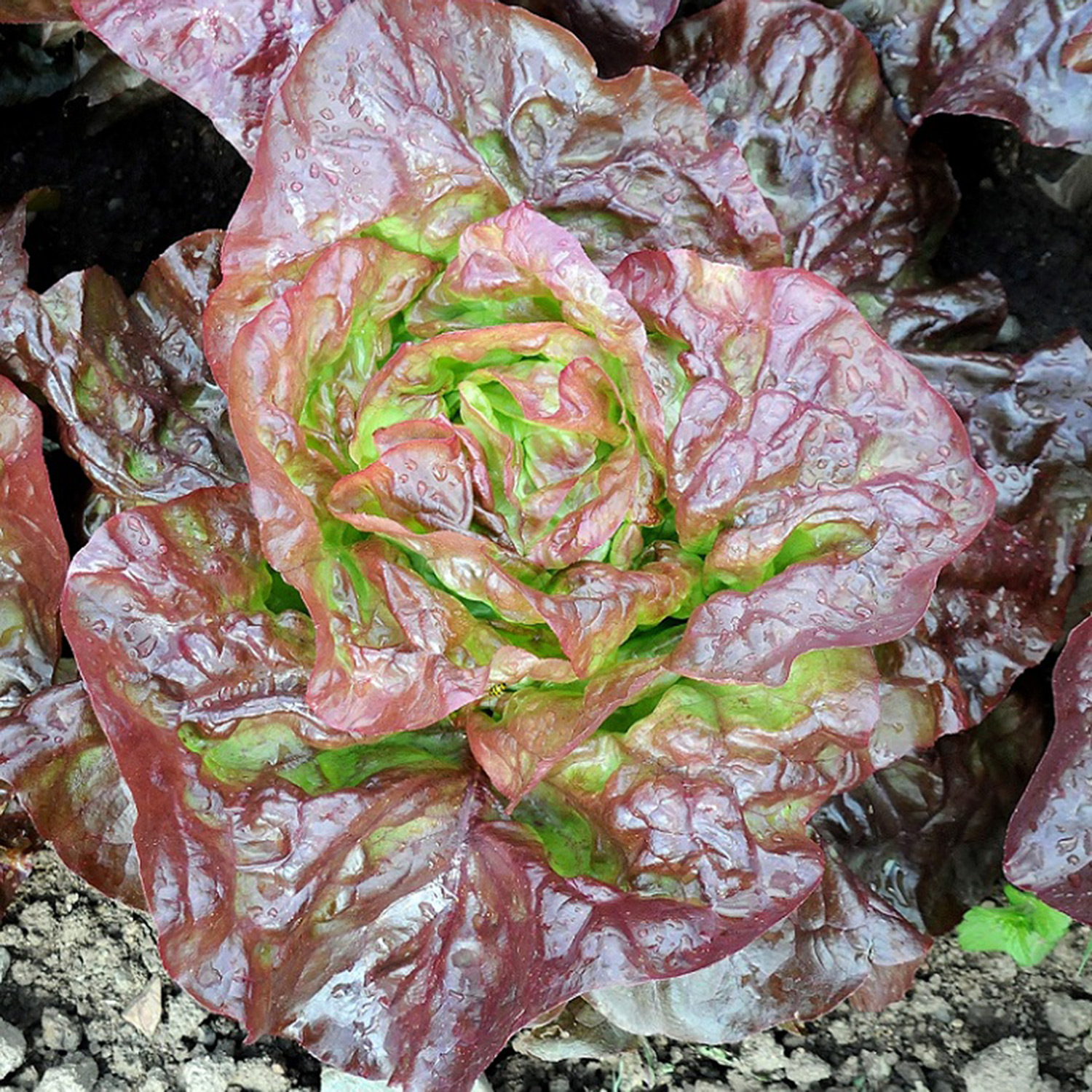 lettuce marvel of four seasons