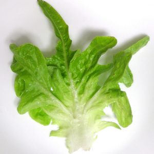 lettuce oakleaf green2