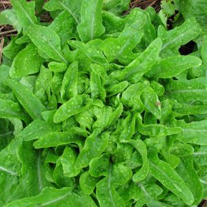 Lettuce 'Oakleaf Green'