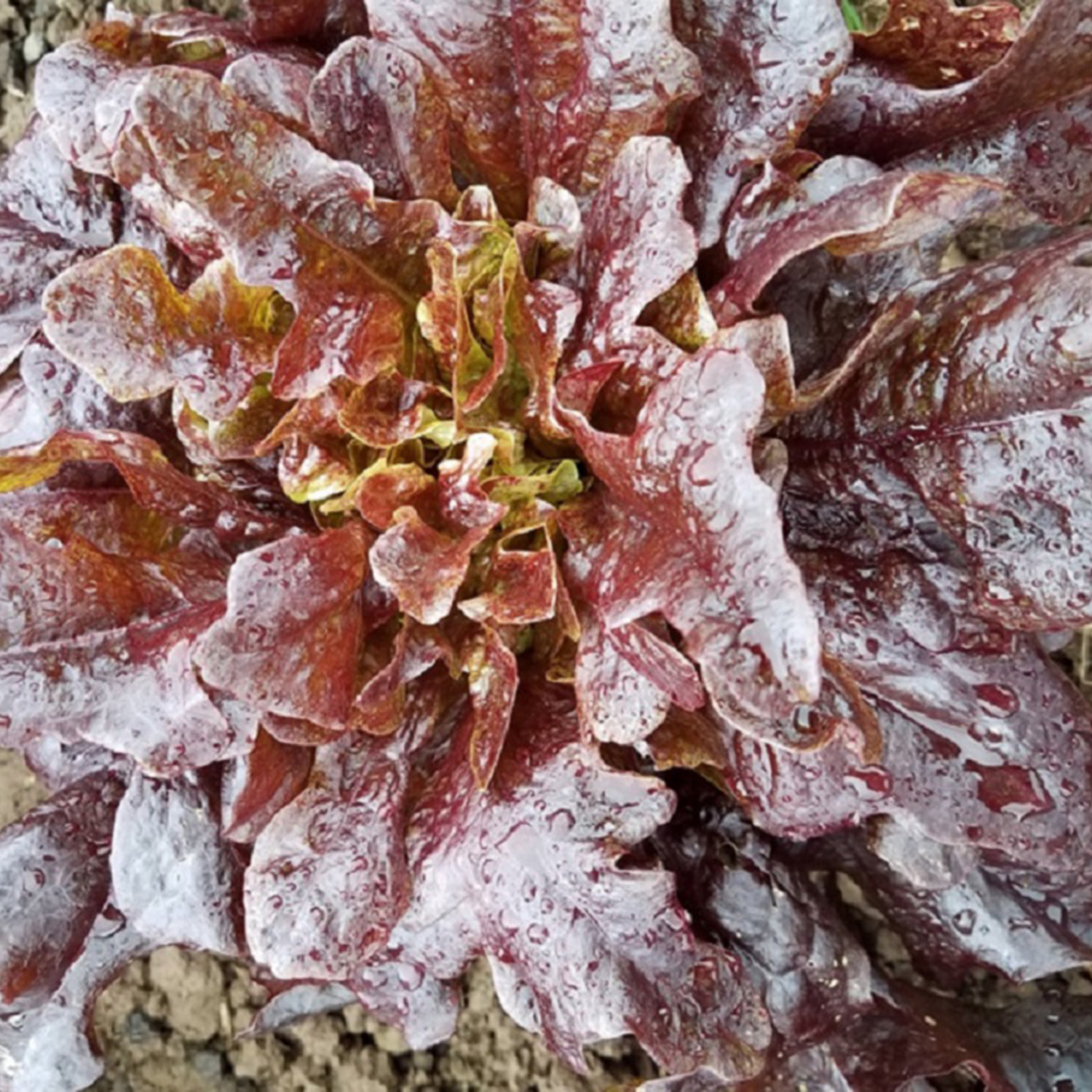 lettuce oakleaf red2