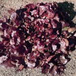 lettuce oakleaf red3