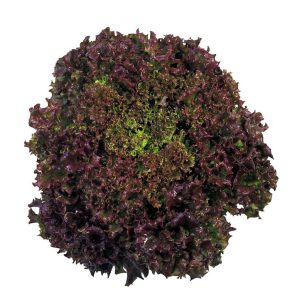 Lettuce 'Red Coral'