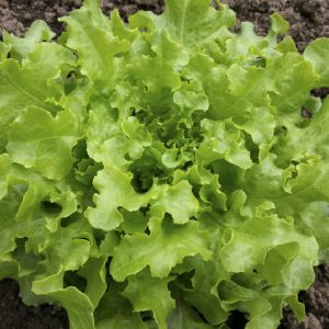 Lettuce 'Salad Bowl Green'