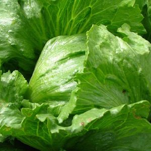 Lettuce 'Webb's Wonderful'