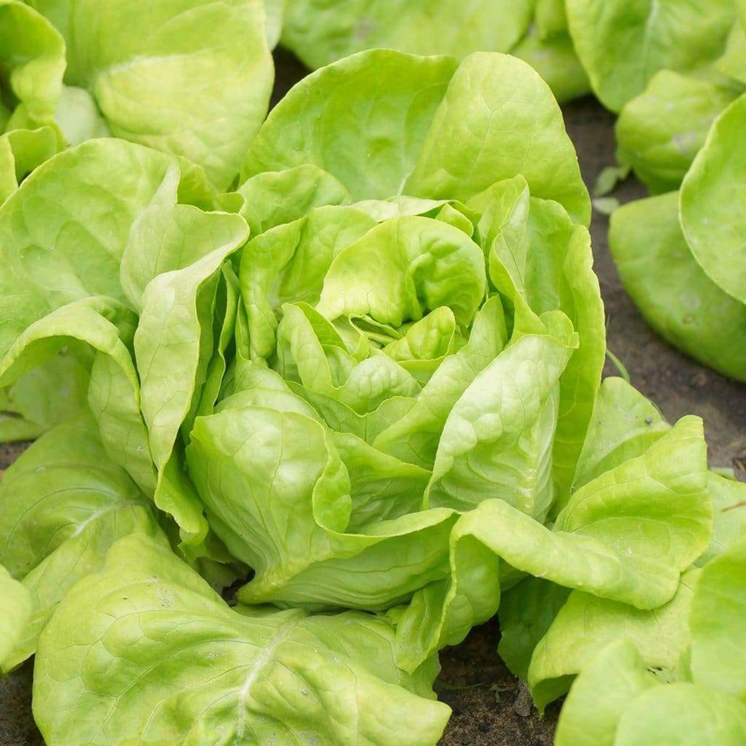 lettuce white boston butterhead type