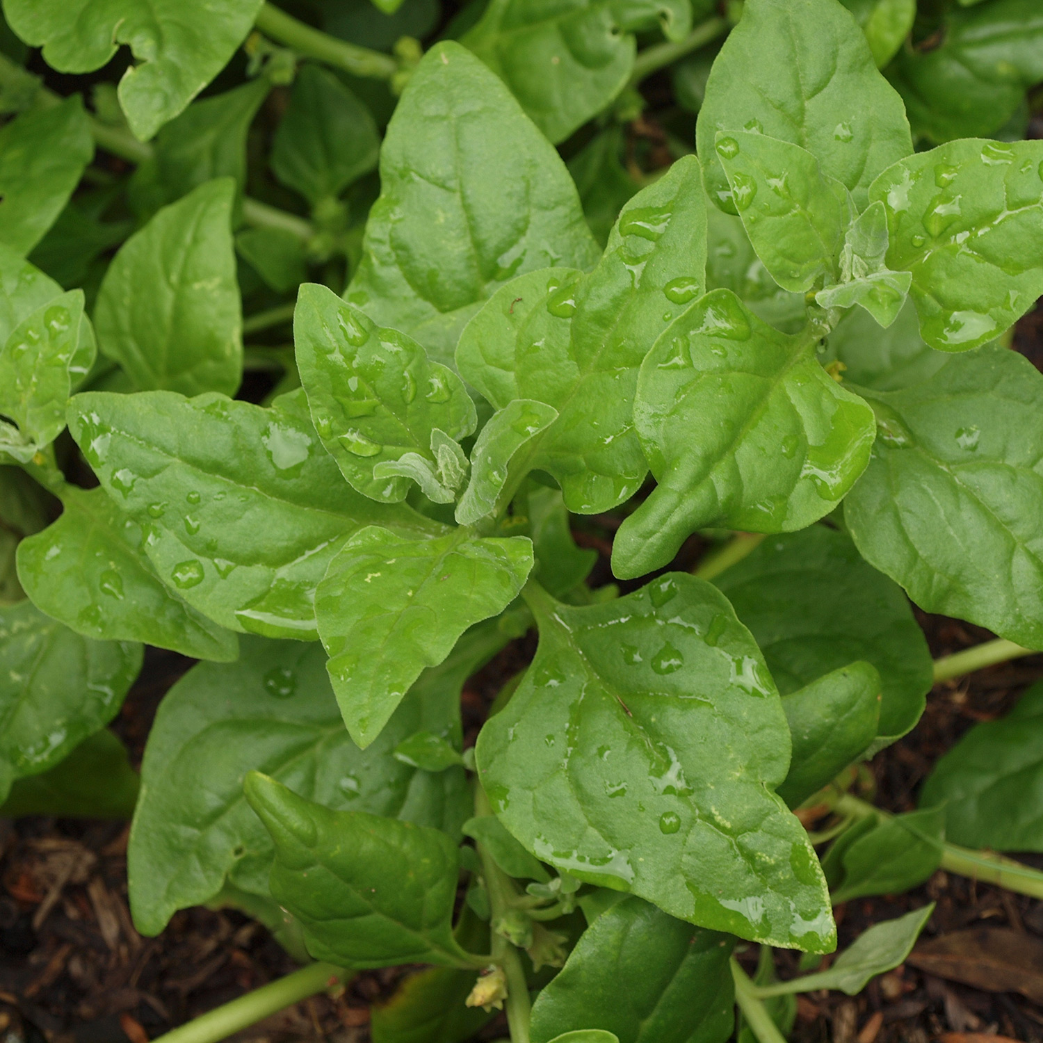 warrigal greens (aka nz spinach)