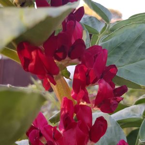 broadbean red flowering
