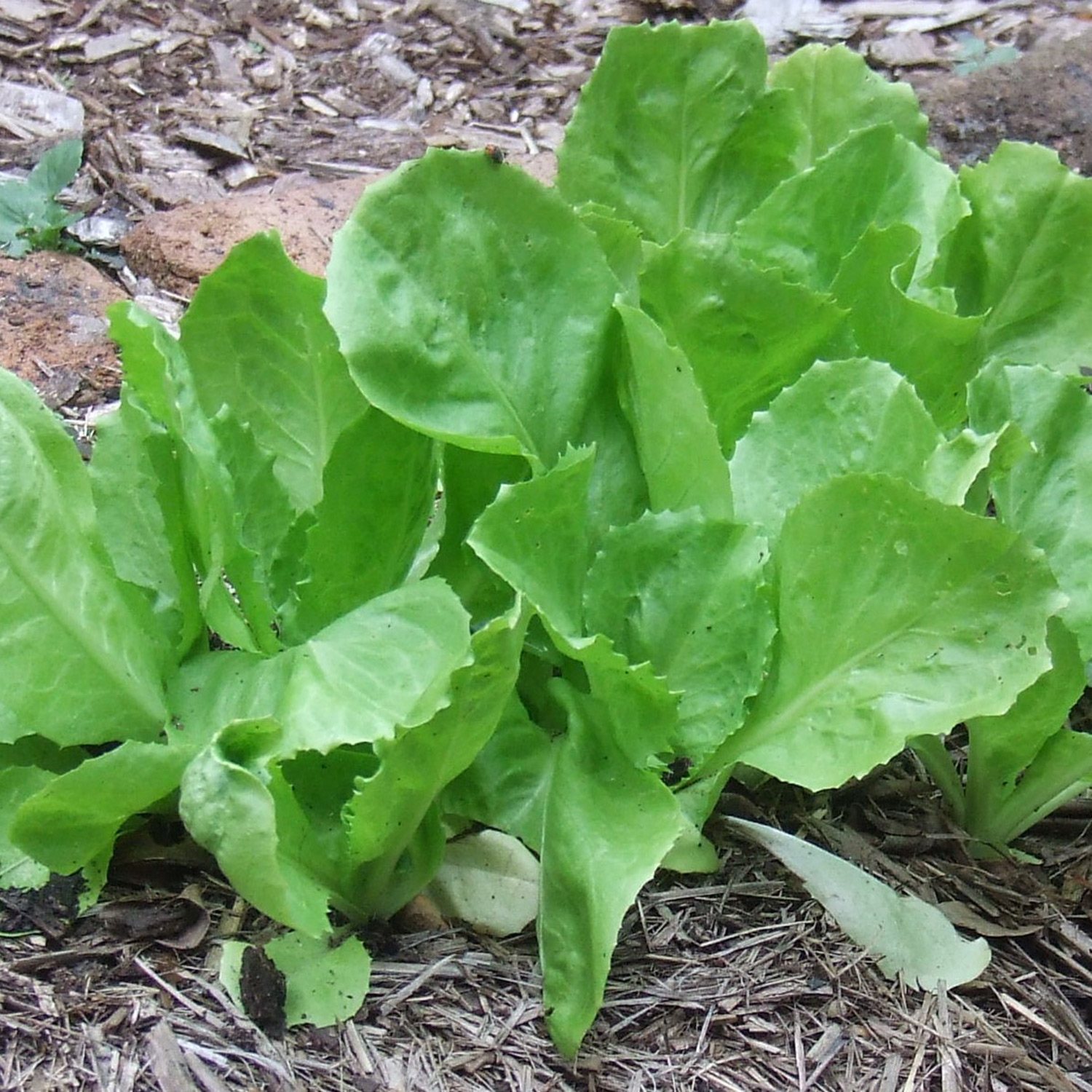 lettuce endive broadleaf