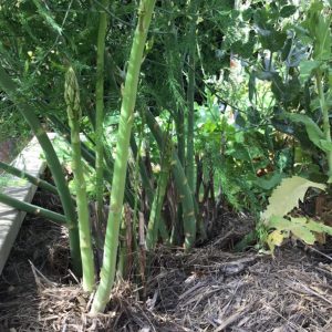 Asparagus 'Mary Washington'