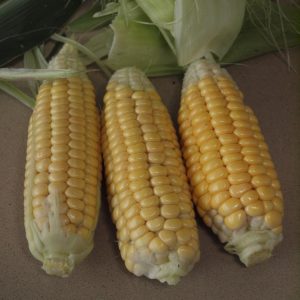 Corn, sweet 'Balinese'