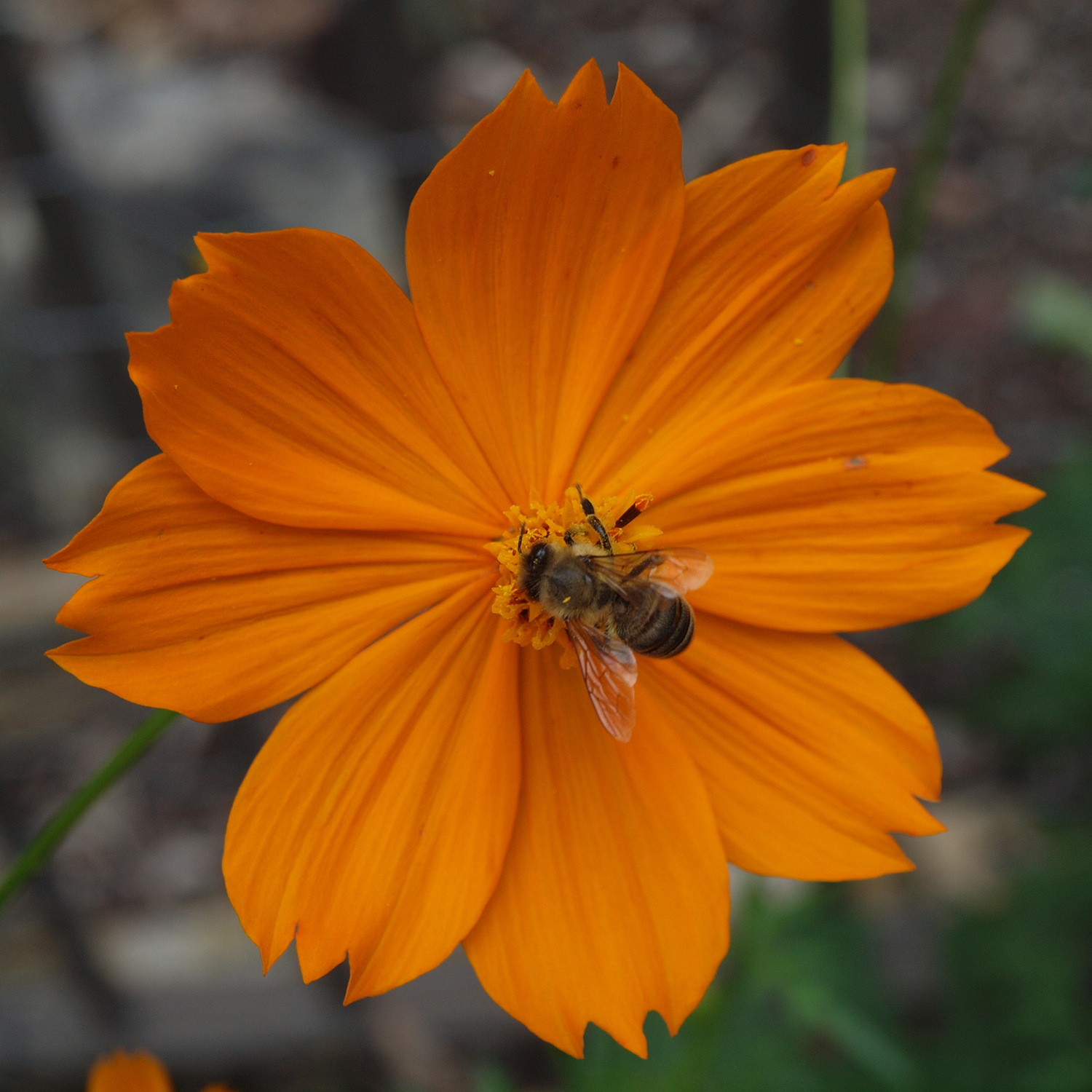 cosmos vibrant orange and bee (byass)