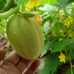 Cucumber 'Richmond Green Apple'