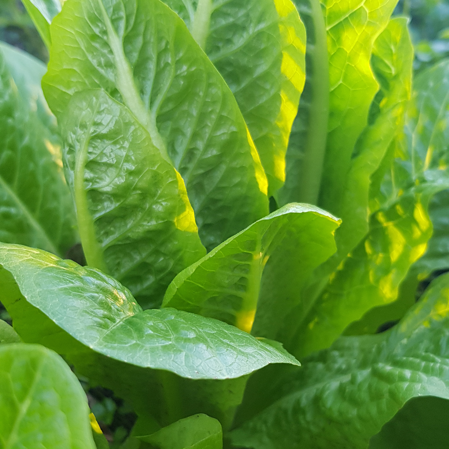lettuce dwarf cos
