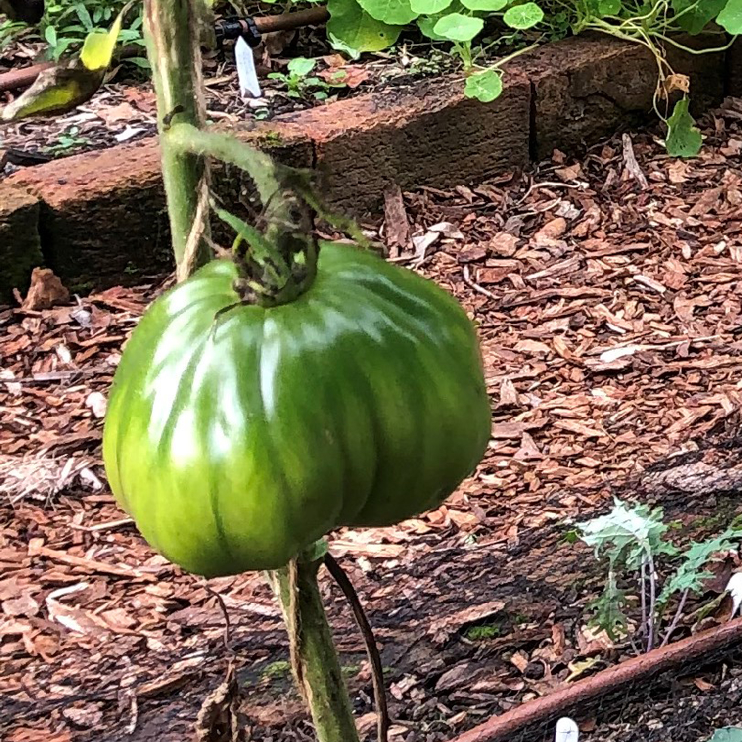 tomato crnkovic immature (byass)