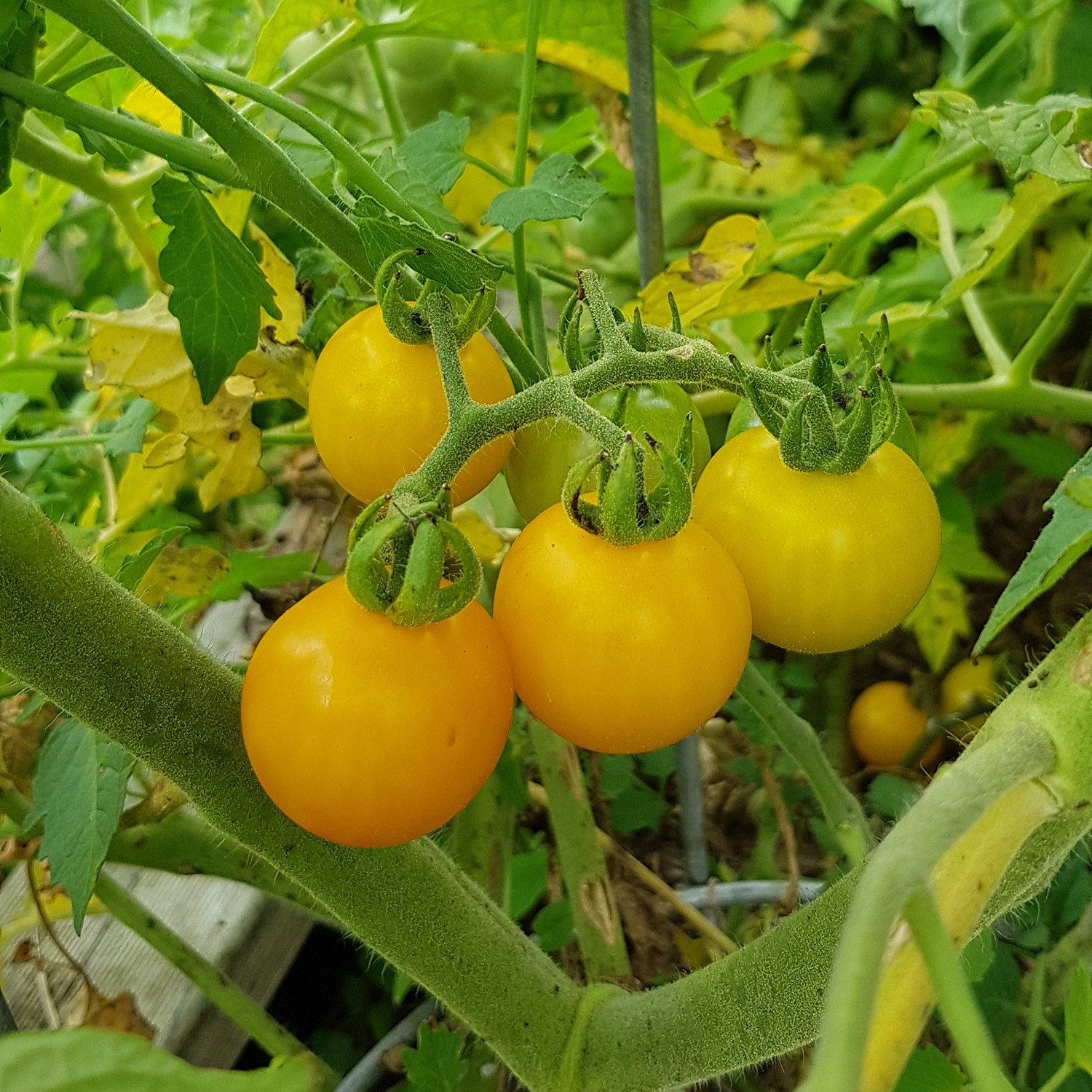 tomato yellow cherry