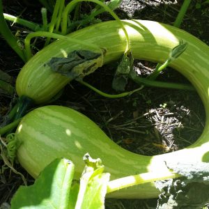 Zucchini 'Tromboncino'