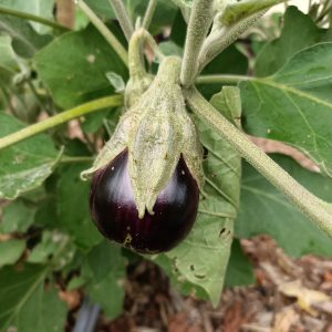 eggplant black beauty