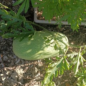 watermelon charleston grey