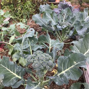 Broccoli 'Italian Green Sprouting'