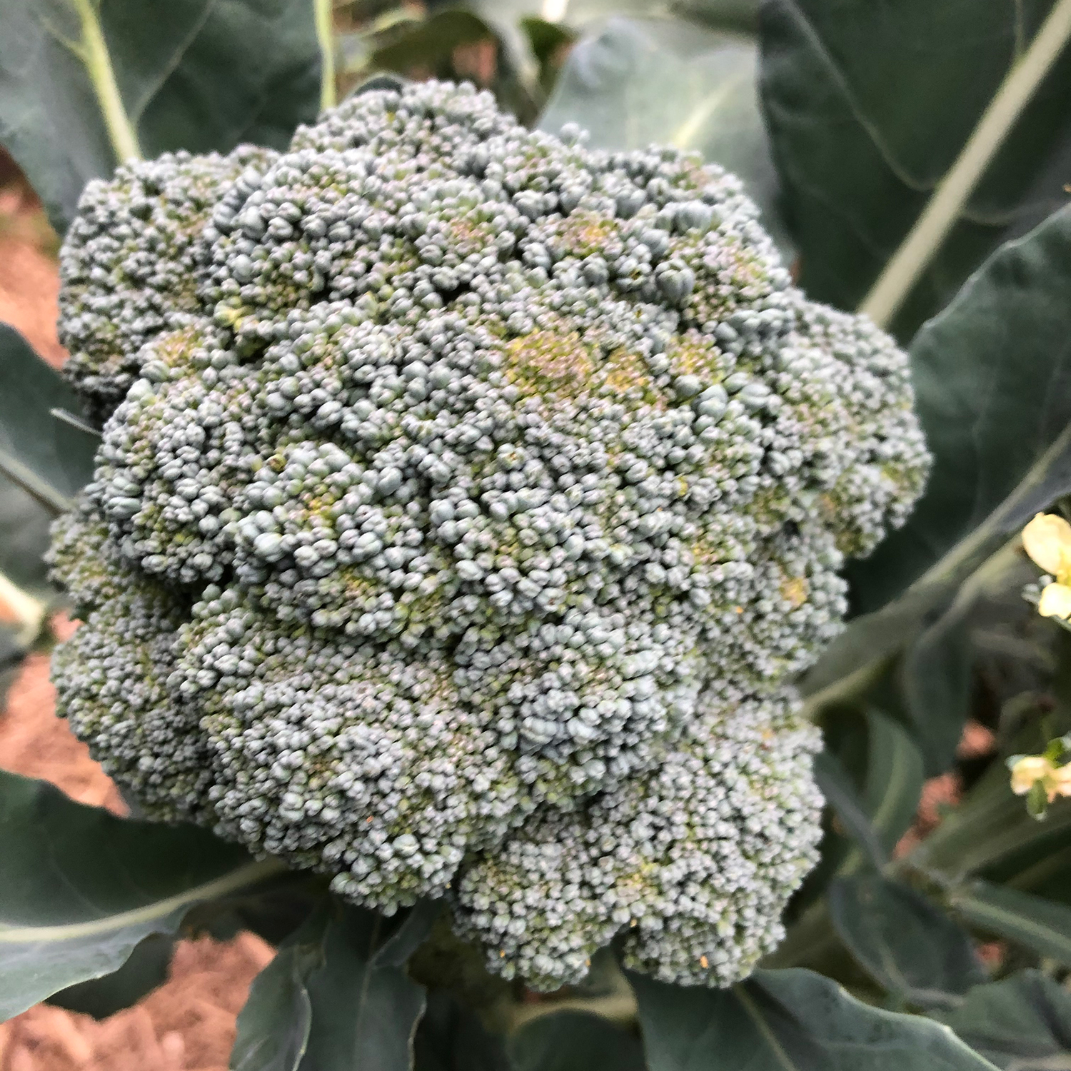 broccoli umpqua (byass)