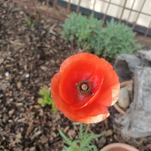 californian poppy